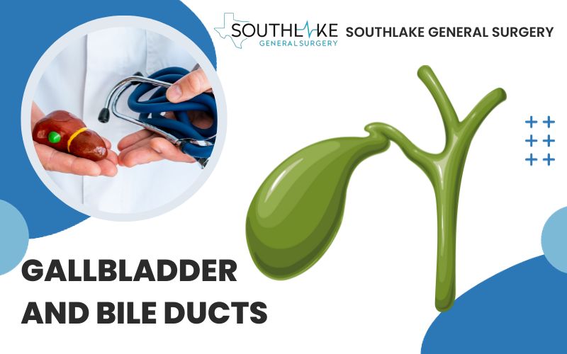 A medical illustration of the gallbladder and bile ducts.