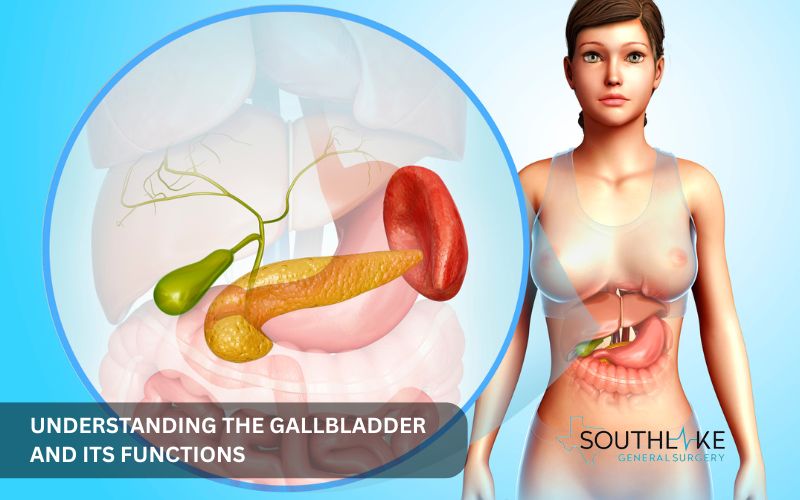 An anatomical diagram highlighting the gallbladder and its position within the digestive system.